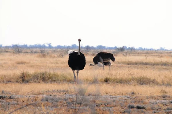 Família Ostrych Parque Nacional Etosha — Fotografia de Stock