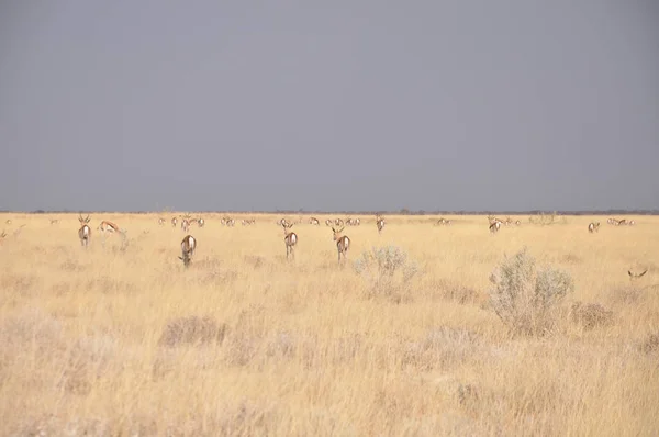 Paisagem Parque Nacional Etosha Namíbia — Fotografia de Stock