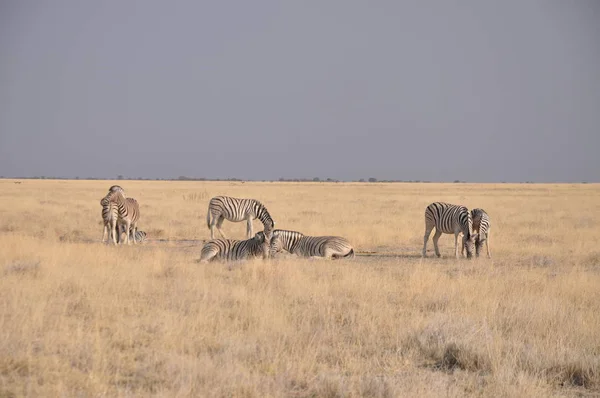 Wildlife Nära Vattenhål Etosha National Park — Stockfoto