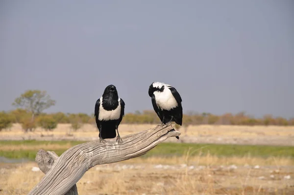 Wildlife Közelében Vízlyuk Etosha Nemzeti Park — Stock Fotó