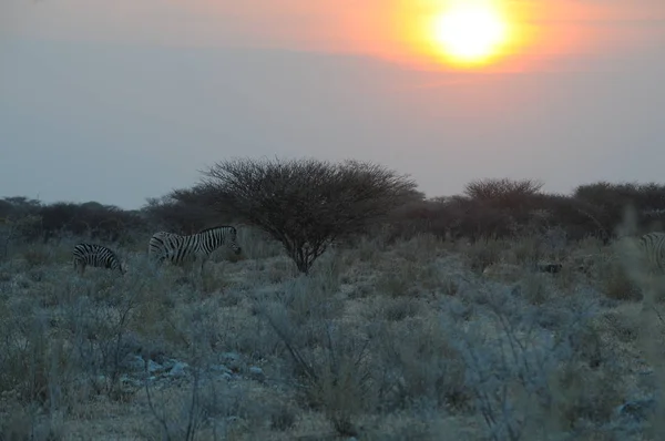 Krajobraz Parku Narodowego Etosha Namibia — Zdjęcie stockowe