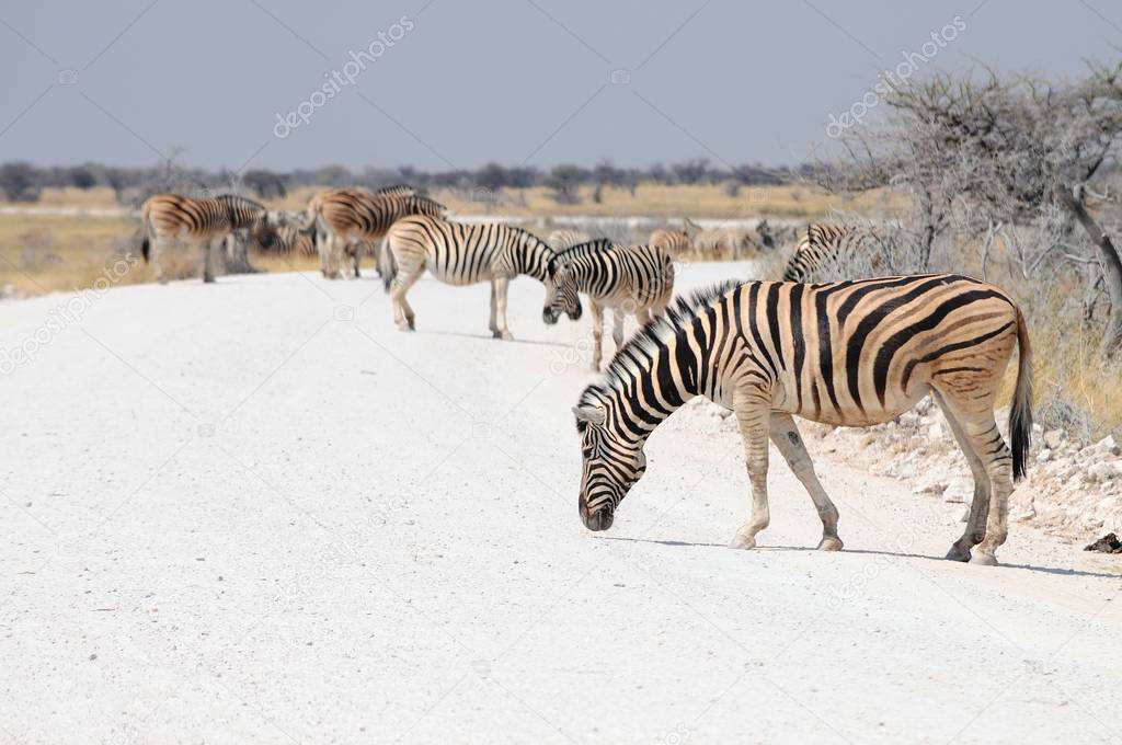 zebras in Namibian steppes, Etosha national park
