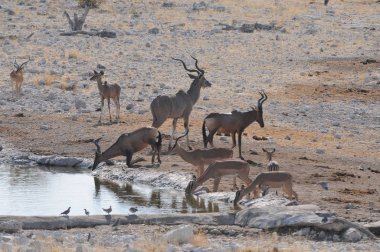 Etosha Milli Parkı'nda su birikintisi yakınında yaban hayatı