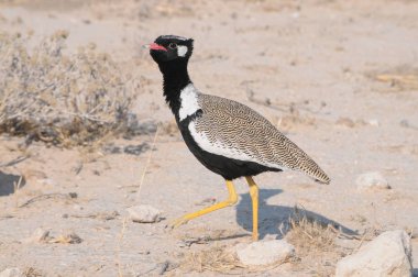 Etosha Milli Parkı'nda su birikintisi yakınında yaban hayatı