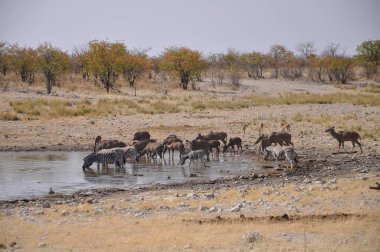 Springbok Antilop Etosha Milli Parkı'nda