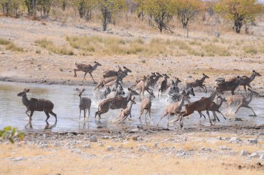 Springbok Antilop Etosha Milli Parkı'nda