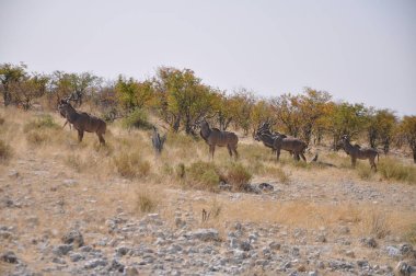 Springbok Antilop Etosha Milli Parkı'nda