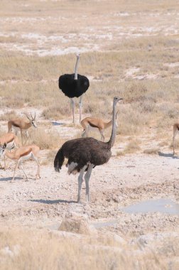Ostrych ailesi: Etosha Milli Parkı