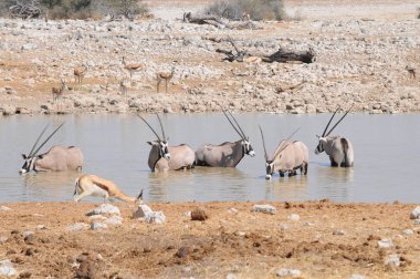 Namibya'da çöl/savanada yürüyen taşlar