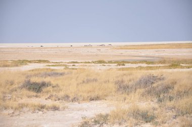 Etosha Ulusal Parkı Manzarası, Namibya