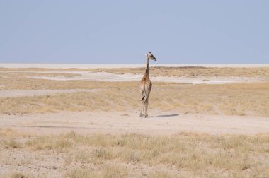 Etosha Milli Parkı'ndaki yabani zürafaailesi, Namibya, Afrika