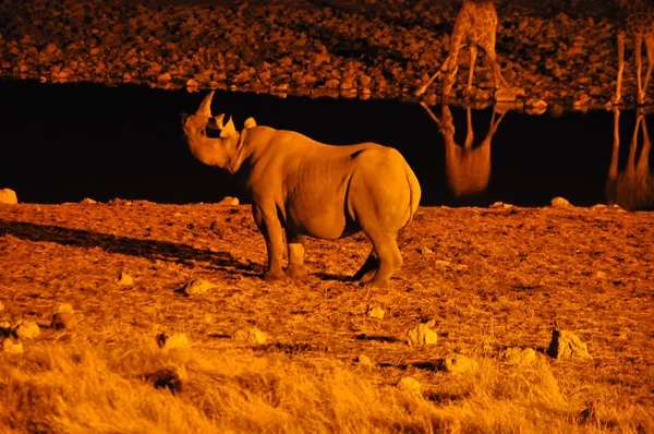 Rhinoceros Etosha National Park — Stock Photo, Image