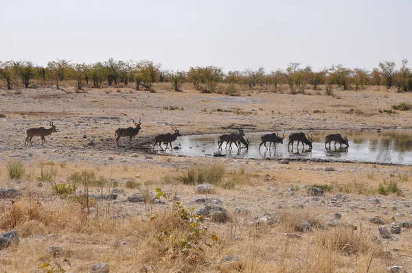 Springbok Antelope Etosha Nemzeti Park — Stock Fotó