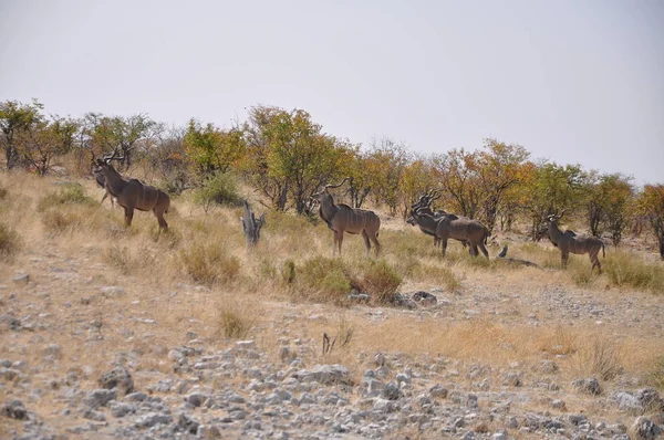 Antelope Springbok Nel Parco Nazionale Etosha — Foto Stock