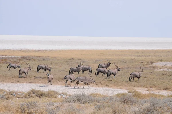 Gemsbok Wandelen Door Woestijn Savannah Namibië — Stockfoto
