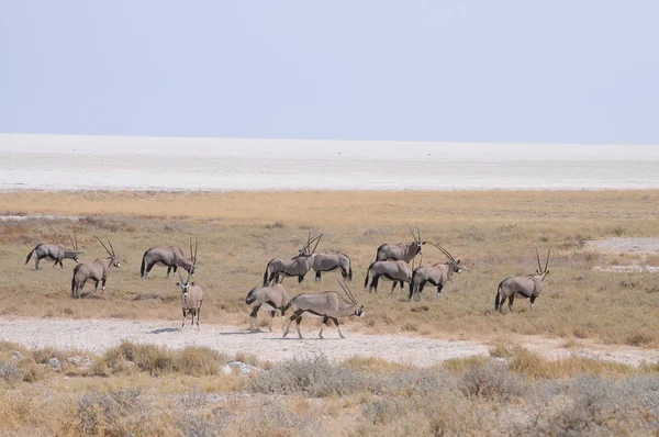 在纳米比亚穿越沙漠 草原的Gemsbok — 图库照片