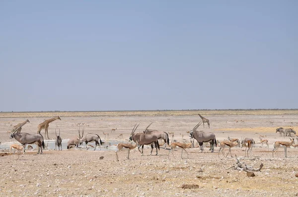 Wildlife Közelében Vízlyuk Etosha Nemzeti Park — Stock Fotó