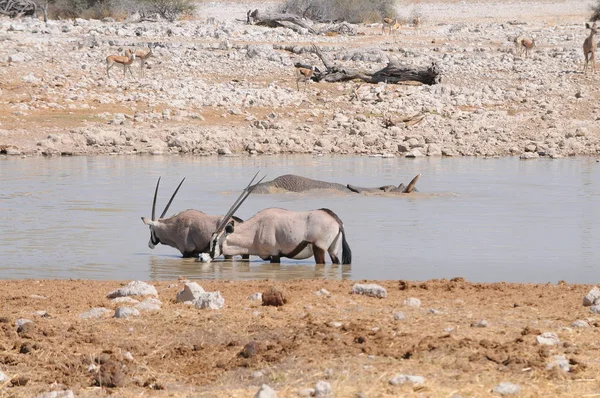 在纳米比亚穿越沙漠 草原的Gemsbok — 图库照片