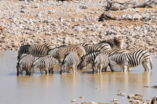 Zebras Nas Estepes Namíbia Parque Nacional Etosha — Fotografia de Stock