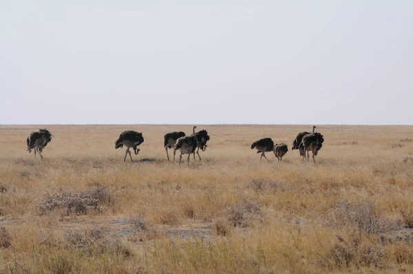 Família Ostrych Parque Nacional Etosha — Fotografia de Stock