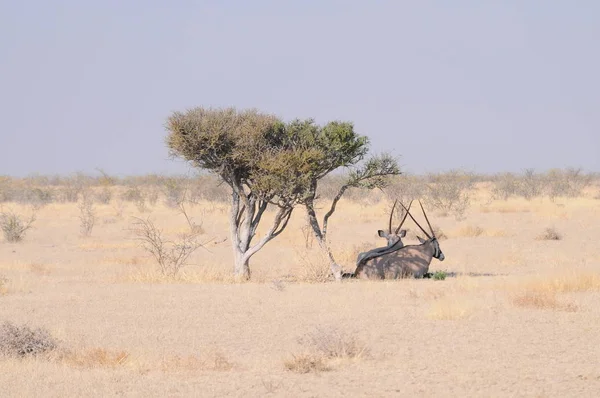 Landschap Van Etosha National Park Namibië — Stockfoto