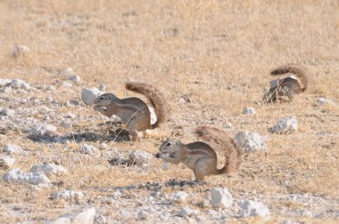 Etosha Milli Parkı'nda su birikintisi yakınında yaban hayatı