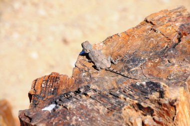 Namibya, Afrika Damaraland görünümünü