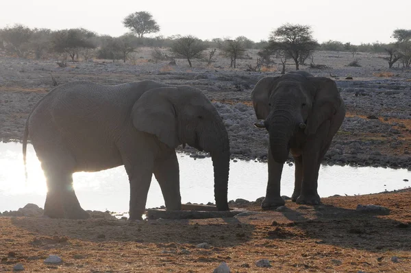 Elefante Africano Parque Nacional Etosha —  Fotos de Stock