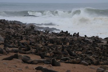 Cape Cross'taki deniz aslanları kolonisi, Namibya