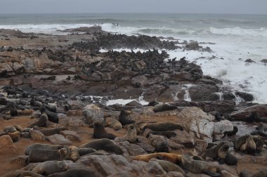 Cape Cross'taki deniz aslanları kolonisi, Namibya