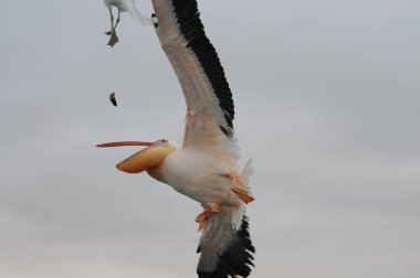 Namibya Walvis Körfezi'nde Uçan pelikan