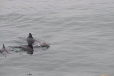 Yunuslar Walvis Bay, Namibia