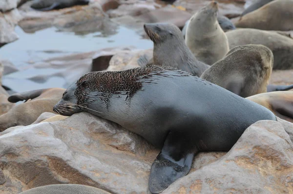 Lion Mer Cape Cross Namibie — Photo