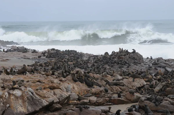 Colonia Lobos Marinos Cruz Del Cabo Namibia — Foto de Stock