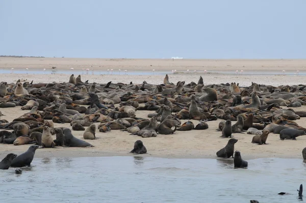 Sea Lion Cape Cross Namibia — Stock Photo, Image