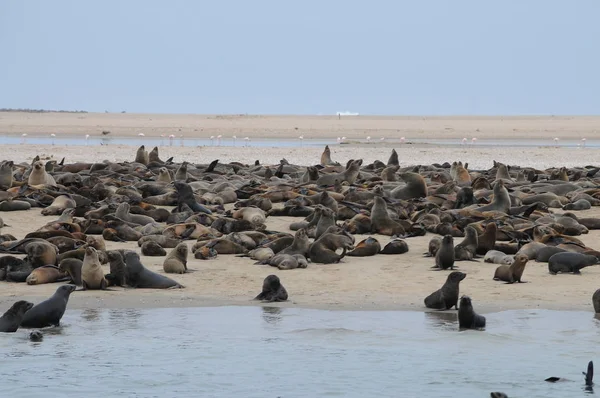 Lion Mer Cape Cross Namibie — Photo