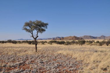 Solitaire yakınlarındaki Namib çölü manzara
