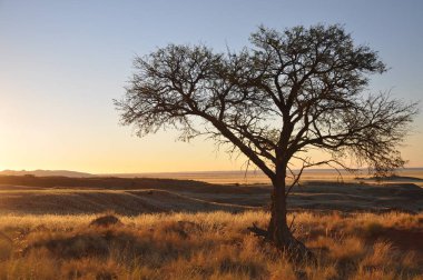 landscape of Namib desert near Solitaire clipart