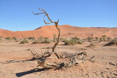 Namib çölündeki kum tepeleri