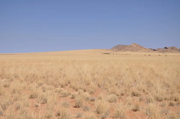 Landscape Namib Desert Solitaire — Stock Photo, Image