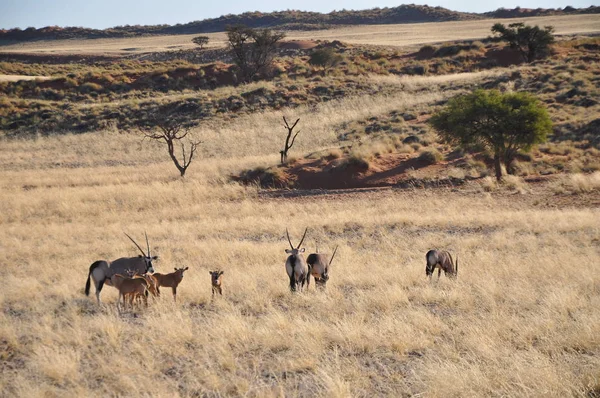 Gemsbok Caminhando Pelo Deserto Namíbia — Fotografia de Stock