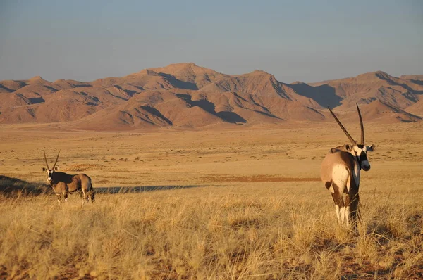 Gemsbok Caminhando Pelo Deserto Namíbia — Fotografia de Stock