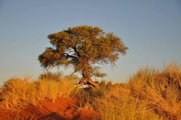 Krajina Pouště Namib Poblíž Solitaire — Stock fotografie