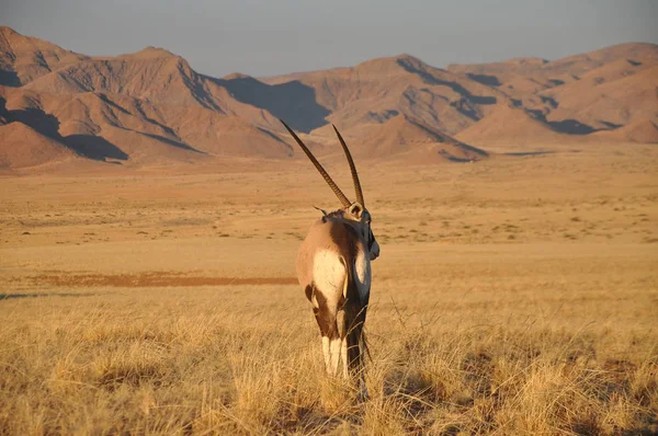 在纳米比亚穿越沙漠的Gemsbok — 图库照片