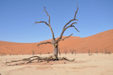 Sossusvlei, Namibya içinde Deadvlei görünümü