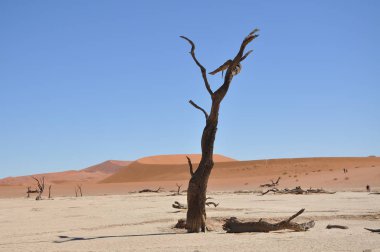 Sossusvlei, Namibya içinde Deadvlei görünümü