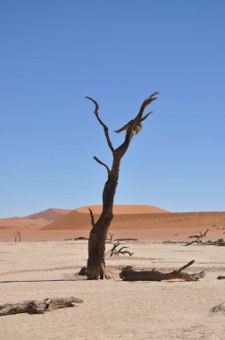 Sossusvlei, Namibya içinde Deadvlei görünümü