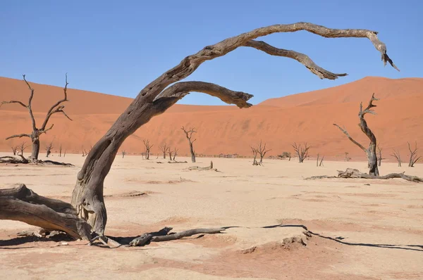 Blick Auf Deadvlei Sossusvlei Namibia — Stockfoto