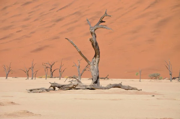 Uitzicht Deadvlei Sossusvlei Namibië — Stockfoto