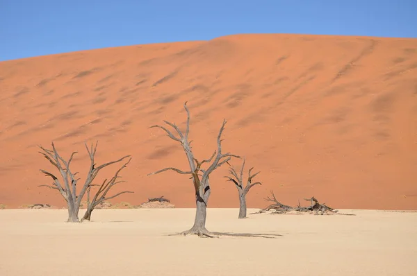 Blick Auf Deadvlei Sossusvlei Namibia — Stockfoto